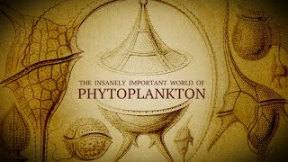 The Insanely Important World of Phytoplankton [upl. by Saunders]