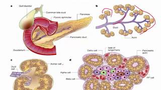 Sesión 02 Fisiología del páncreas endocrino [upl. by Amek]