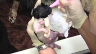 Coton De Tulear Puppy HD Live Birth and Delivery [upl. by Rube]