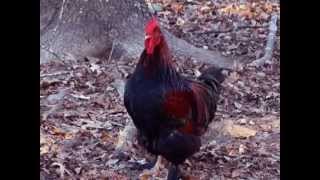 Cochin Rooster Crowing [upl. by Nwahsit]