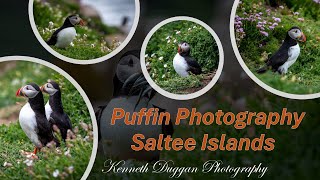 Saltee Islands Puffins Irish Wildlife and Nature Photography Kenneth Duggan [upl. by Ainnos969]