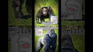 Chimpanzee vs Silverback Gorilla edits edit animals Gorilla chimpanzee shorts [upl. by Zerat]