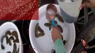 Induced Spawning of Sea Cucumber Holothuria Scabra [upl. by Atterual794]