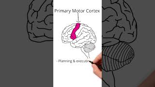 The Frontal Lobe neuroscience [upl. by Doehne]