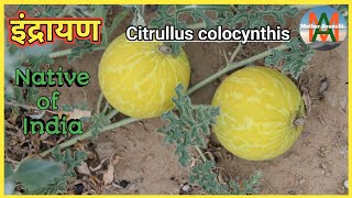 इंद्रायण की सम्पूर्ण जानकारी Citrullus colocynthis  Native of India [upl. by Aia888]