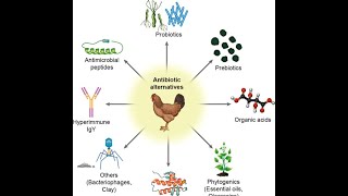 Alternatives of Antibiotics in Poultry Industry [upl. by Utham208]