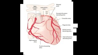 RESTRICTIVE CARDIOMYOPATHY [upl. by Kenwee]