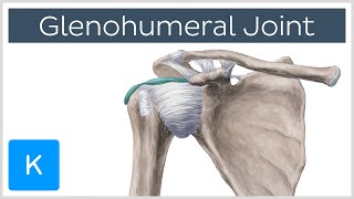 Glenohumeral Shoulder Joint  Definition  Human Anatomy  Kenhub [upl. by Karlis646]