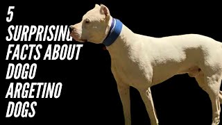 5 SURPRISING FACTS ABOUT DOGO ARGENTINO DOGS [upl. by Jacqueline]