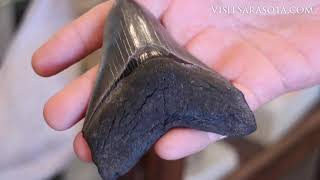 How to Dig Up Shark Teeth Fossils in Venice Florida [upl. by Salahi]