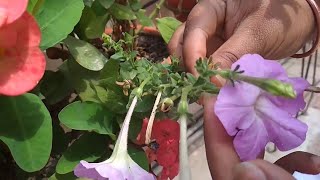 How to collect and store Petunia Seeds  Collecting Petunia seeds [upl. by Yeldoow609]