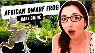 African Dwarf Frog Care Diet And Tank Set Up [upl. by Alten]