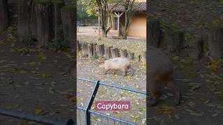 Ein prächtiges Capybara schreitet anmutig durch sein Gehege 😍😍😍 [upl. by Nygem949]