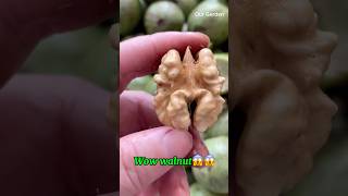 Walnut fruit😱😱 trendingshorts recommended [upl. by Osnofedli]