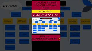Cranial Nerves l Nucleus of Cranial NERVES ✨brainanatomy cranialnerves physiotherapyeducation [upl. by Salvucci]