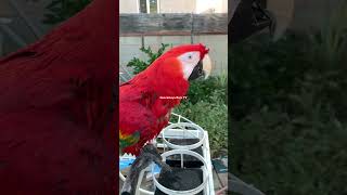 Guacamaya Bañada Scarlet Macaw [upl. by Elohc]