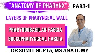 PHARYNX  LAYERS  PHARYNGOBASILAR FASCIA  BUCCOPHARYNGEAL FASCIA  ANATOMY [upl. by Atiner]