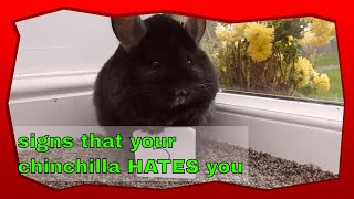 5 signs a chinchilla HATES you [upl. by Gies]