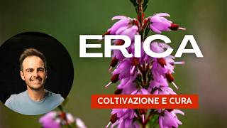 Erica la pianta che NON MUORE MAI quasi [upl. by Polash]