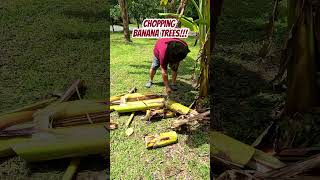 Machete cutting banana trees 🤠🔪🌴🍌 banana tree cutting machete [upl. by Ulphi]