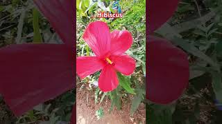 ഇവൻ ചെമ്പരത്തി അല്ലHibiscus coccineus തെക്കുകിഴക്കൻ യുണൈറ്റഡ് സ്റ്റേറ്റ്സിലെ തീരപ്രദേശങ്ങളിൽ കണ്ടുവ [upl. by Lauretta673]