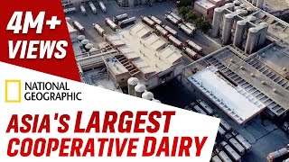 Inside Asias Largest Cooperative Dairy by National Geographic  Banas Dairy [upl. by Ahsela]