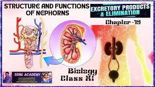 Structure and Functions of Nephorns  Chap  19  class11 biology neet education nephorns [upl. by Iolenta]