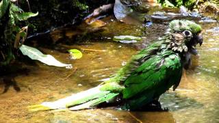 Maroonbellied Parakeet Bath Pyrrhura frontalis frontalis [upl. by Kiah596]