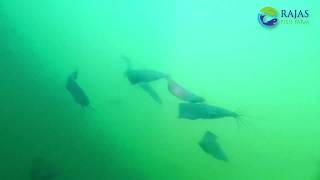 RAS Fish Feeding I Underwater Video I Rajas Fish Farm [upl. by Euqinorev]