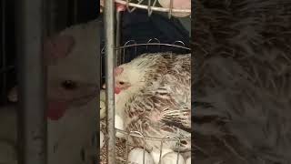 Murghi ka 1 bacha nikal aya shortsvideo Aseel Aseelchick desimurghay mypets mychicks viral [upl. by Pelmas111]