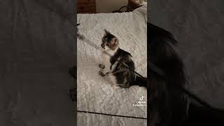 Kitty Chase HD 1080p [upl. by Cassey]