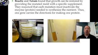 Nutritional Mutants in Neurospora [upl. by Llerrom]