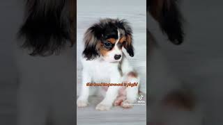 Cavalier King Charles Spaniel [upl. by Sulrac361]