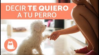 7 MANERAS DE DECIRLE A UN PERRO QUE LO AMAS [upl. by Lisk]