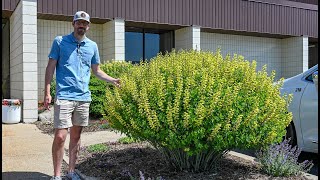 Baptisia might be the best landscape perennial and we need to talk about it more  Walters Gardens [upl. by Llyrad]