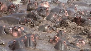 30 Hippos Defend Against One Crocodile  ViralHog [upl. by Rebekkah]