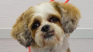 Vicious Shih Tzu groomers refuse to work on [upl. by Eiruam293]