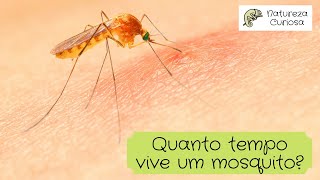 Quanto tempo vive um mosquito [upl. by Clinton]