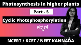 Photosynthesis in higher plants Part  5  Cyclic Photophosphorylation 1stpuc biologyinkannada [upl. by Esilegna]