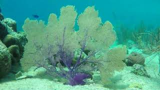 Common sea fan Gorgonia flabellum  Karpata amp Keepsake Bonaire Netherlands 22amp25112021 [upl. by Torrance19]