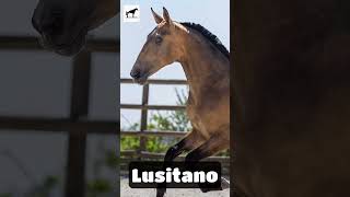 El Lusitano lusitanohorse caballolusitano [upl. by Annais]