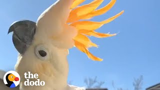 Cockatoo Follows His New Mom Everywhere  The Dodo [upl. by Assetak]