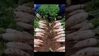 Farmers harvesting radishes farming woodfarm automobile woodprocessing agriculture garden [upl. by Kippie]