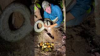 We found a MASSIVE SNAKE NEST python SHORTS [upl. by Atika713]