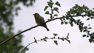 Greenfinch outsung by a Song Thrush [upl. by Ecnarolf]