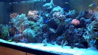 Aquarium recifal de 1000 litres en coraux mouet anémones [upl. by Gerhardt310]