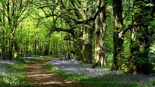 8 Hours Nature Sounds Woodland Birds ChirpingRelaxing Spring Birdsong AmbienceForest Birds Singing [upl. by Clyte]