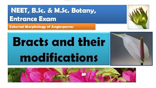 Bracts and their Modification  NEET BSc amp MSc Botany [upl. by Toombs]