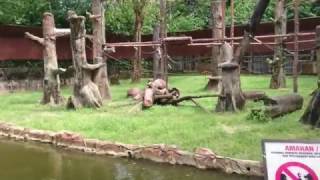 Bonobos in Zoo Taiping amp Night Safari Malaysia [upl. by Nahtanaoj]