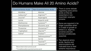 Overview of Amino Acid Biosynthesis [upl. by Torre]